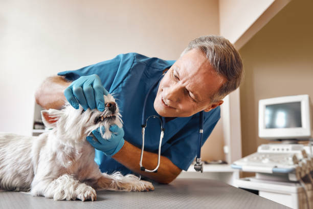 Best Emergency Broken Tooth Repair in Roslyn, NY